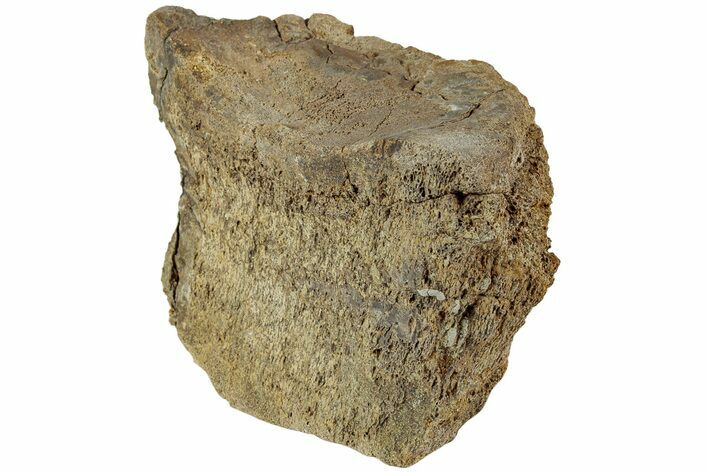 Hadrosaur (Edmontosaurus) Partial Vertebra - Wyoming #229230